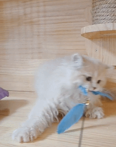 喵星人,萌宠,二货,生活趣事