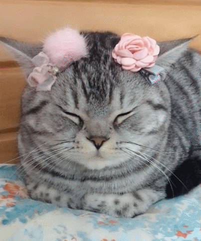 喵星人,萌宠,生活趣事,二货