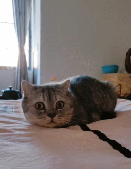 乖巧呆萌的小花猫,个个颜值爆表,简直是搞笑极啦!
