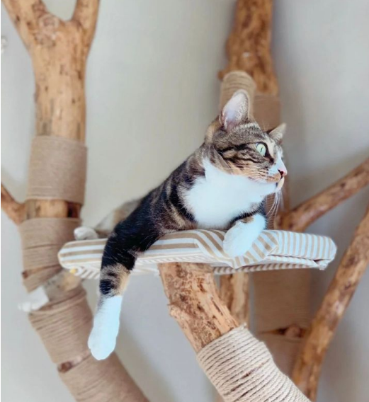 盘点一下年上半年网红猫 快来看看有你喜欢的猫主子吗 天天要闻