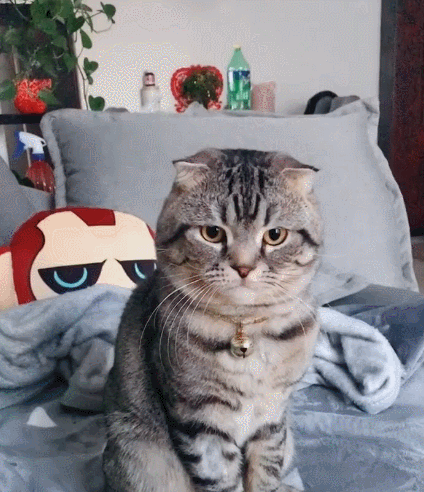 看这只笨拙的小花猫,看它乖巧听话的模样,小猫咪是不是很喜欢主人啊!