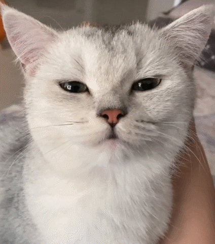 生活趣事,卖萌,萌宠,喵星人