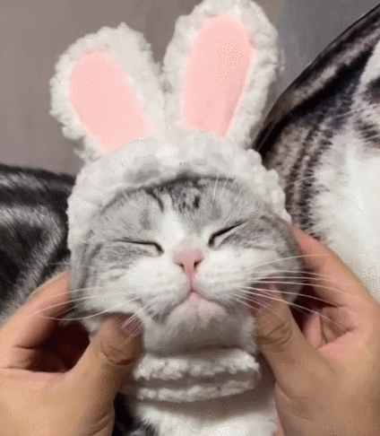 喵星人,萌宠,卖萌,生活趣事