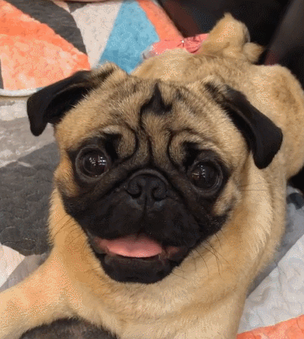 二货,萌宠,生活趣事,汪星人