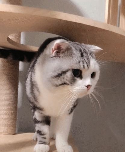 喵星人,萌宠,卖萌,生活趣事