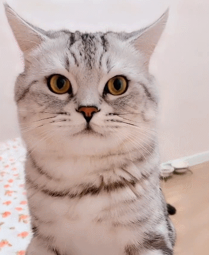 超级可爱的喵星人,简直萌你一脸,这谁能顶得住!