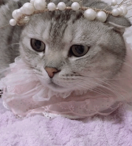 二货,萌宠,生活趣事,喵星人