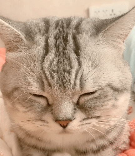 古灵精怪的小萌猫瞧这呆萌的小表情瞬间爱上了