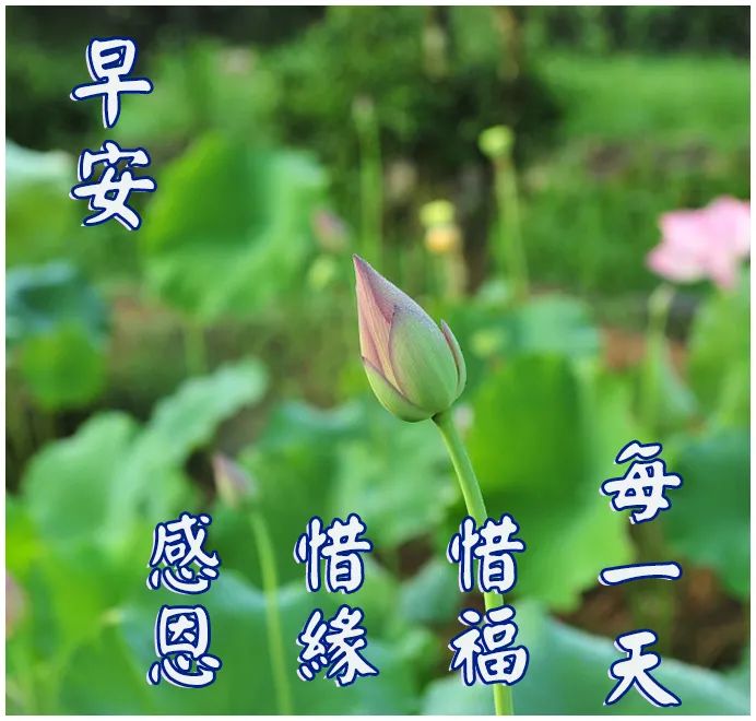 最新创意唯美的朋友圈早上好图片带字带祝福语