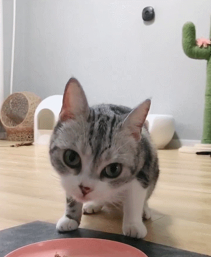 喵星人,萌宠,卖萌,生活趣事