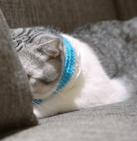 猫咪表情包‖香香软软的小泡芙专场~今天是甜甜的小猫咪鸭