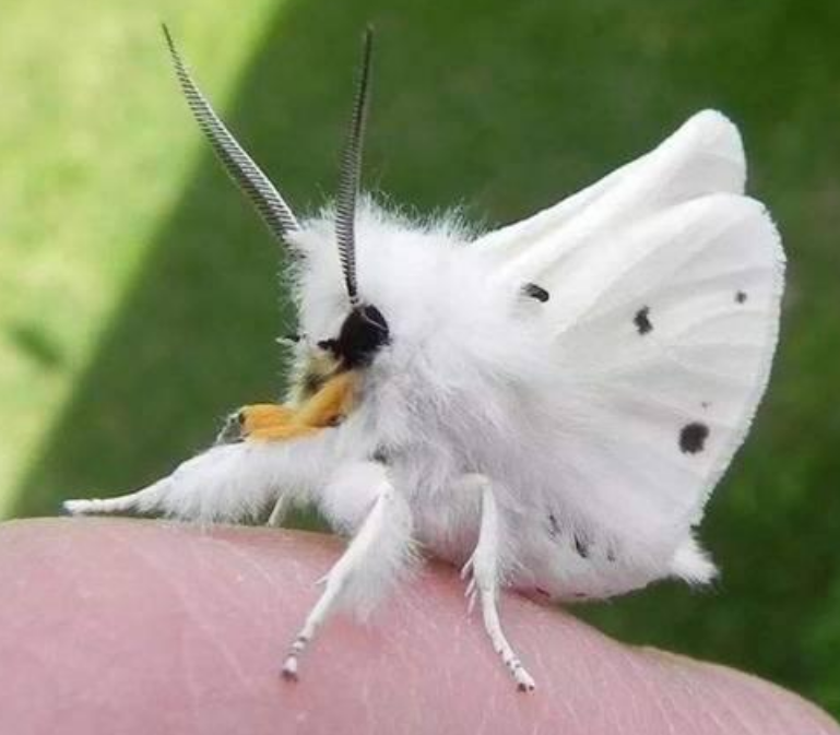 蛾子真的很恶心吗 当看完这些 你就知道扑棱蛾子都能长这么可爱 天天要闻
