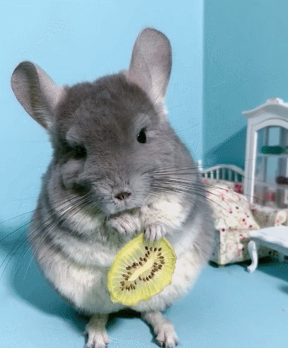 小龙猫有呆萌的一面也有可爱调皮的一面爱它们的你快收藏吧