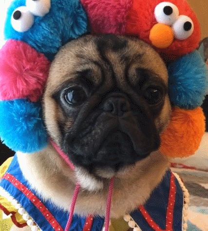 二货,萌宠,生活趣事,汪星人