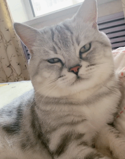 调皮淘气的小猫咪一副呆萌的样子真是很会撒娇