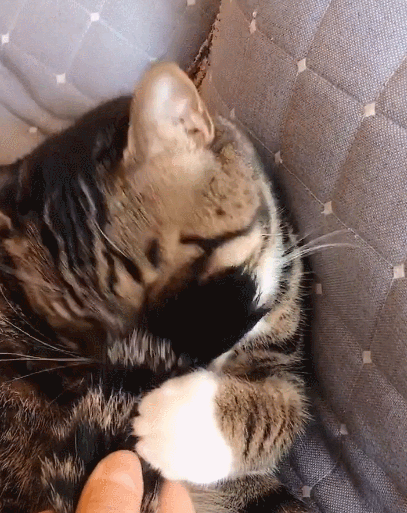 特别活泼好动且人见人爱的小猫咪,看小猫咪这天真可爱