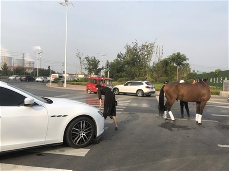 玛莎拉蒂女司机鸣笛让马儿受惊,车身被踢大坑,双方都在