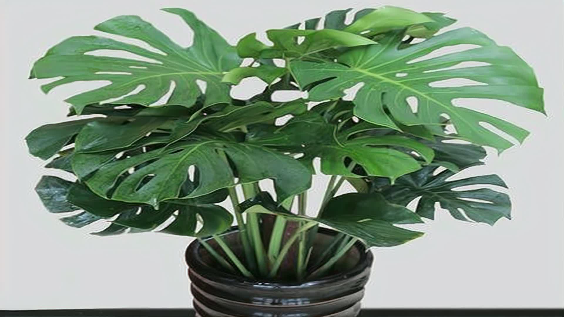 0?fmt=jpg&size=94&h=1080&w=1920&ppv=1