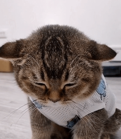 天真烂漫的小萌猫,看这画面,真是个可爱的家伙.