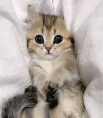 生活趣事,卖萌,萌宠,喵星人