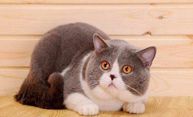 英国短毛猫 腾讯网