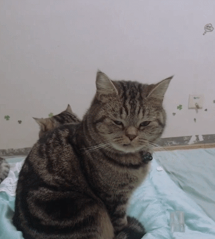 真迷人帅气的喵星人,它们呆萌有趣的形象,真是妩媚又不做作!