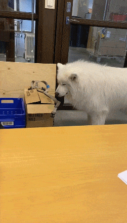 请收下今日份的小开心,一起来看看这些沙雕萌宠合集吧!