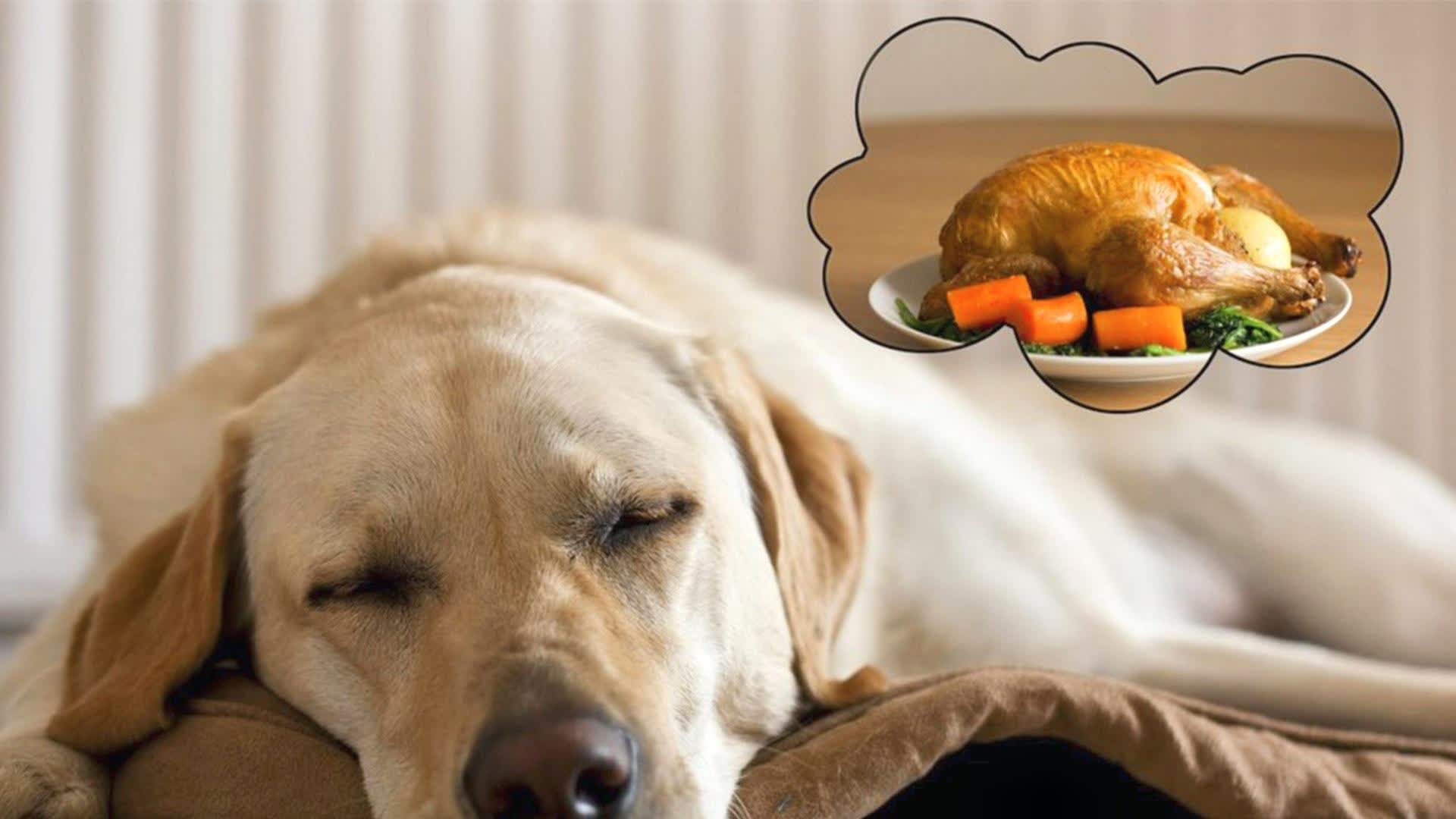 梦境解析，两只白狗互咬的深层含义