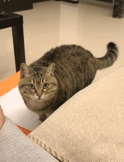 特别可爱的小猫猫,快瞧这一脸呆萌的样子,太惹人喜爱了.