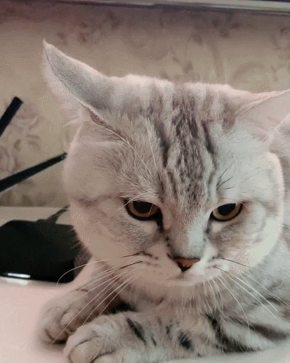 活泼可爱的喵星人,一脸软萌的小表情,真是太漂亮了!