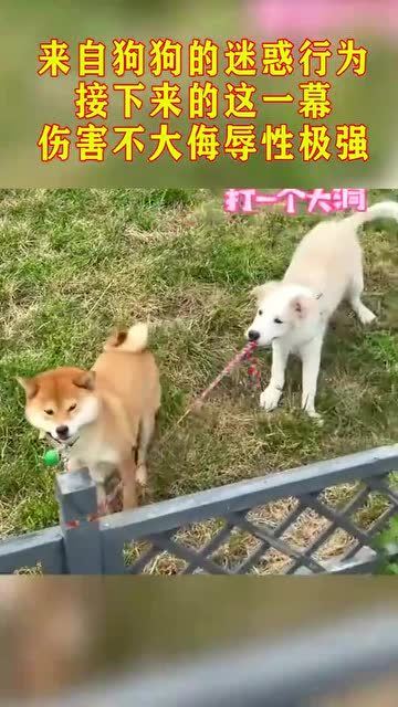 梦境迷踪，解读做梦梦到狗缠在自己身上的深层含义