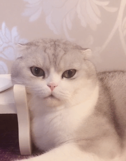 特别可爱且炯炯有神的小萌猫,水灵灵的大眼睛,让人无法拒绝!