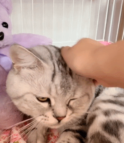 聪明淘气的小花猫,这乖巧的表情,真是个萌萌的家伙!