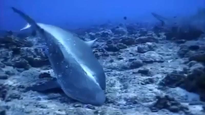 0?fmt=jpg&size=30&h=450&w=800&ppv=1