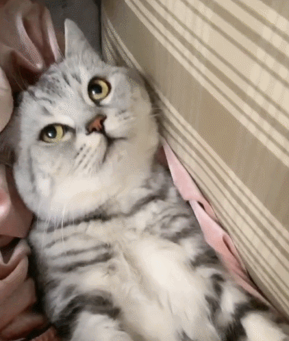 憨态可掬的喵星人,长得软萌调皮,怎么可以这么可爱!