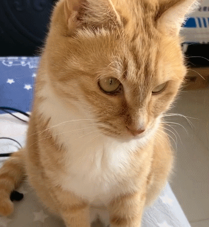 你看这只古灵精怪的小萌猫看它的模样真是太招人稀罕了