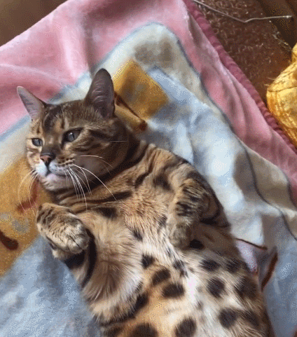 看这只憨态可掬的喵星人,瞧这憨憨的小表情,瞬间爱上了!