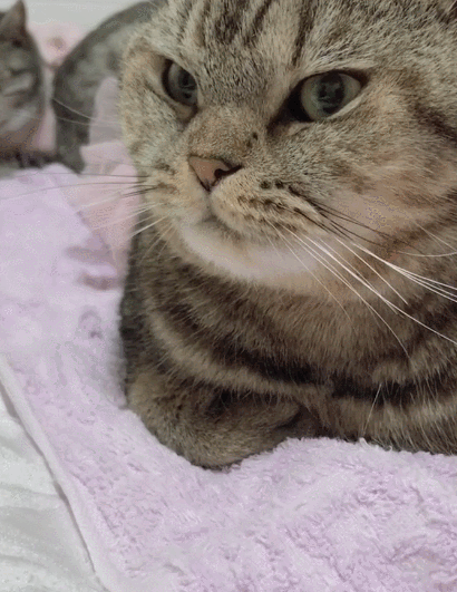 十分可爱的小猫咪,看这懒散的样子,最暖人最治愈的它们.