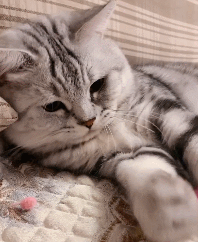 好可爱且机智聪明的小萌猫,没想到你是这样的小家伙,内心也是非常的