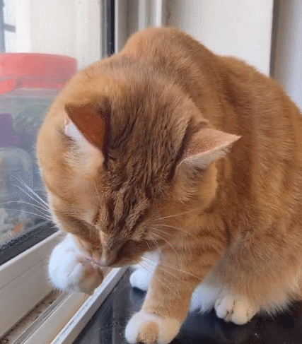 喵星人实在是太可爱了,看它乖巧听话的样子,简直是呆萌极啦!