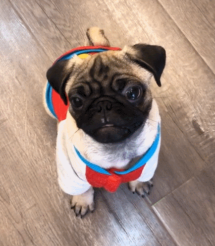 汪星人,萌宠,生活趣事,二货