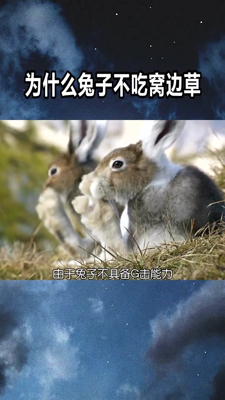 0?fmt=jpg&size=163&h=1280&w=720&ppv=1