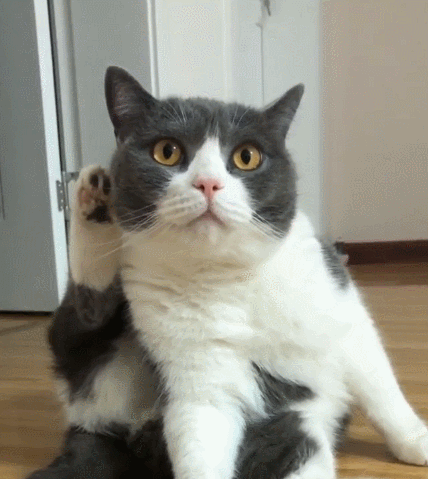 气质慵懒且憨态可掬的小花猫,萌萌哒好可爱,这画面绝对萌翻众人.