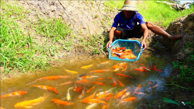 麻城锦鲤游玩攻略，麻城锦鲤游玩攻略一日游