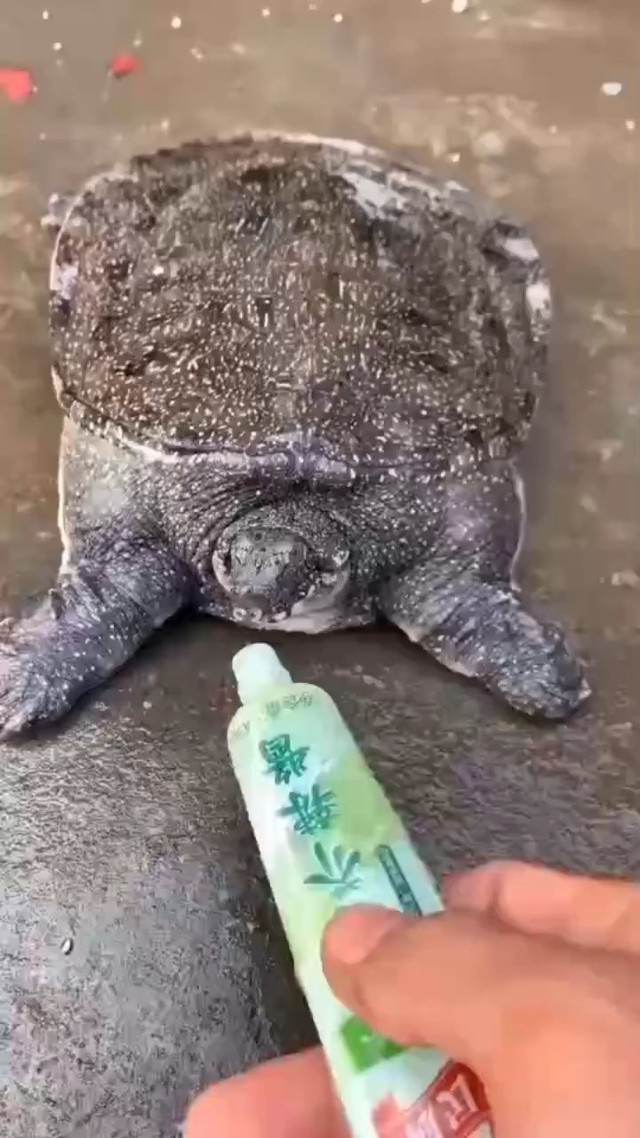 梦见叉死了一只鳖，探索梦境背后的深层含义