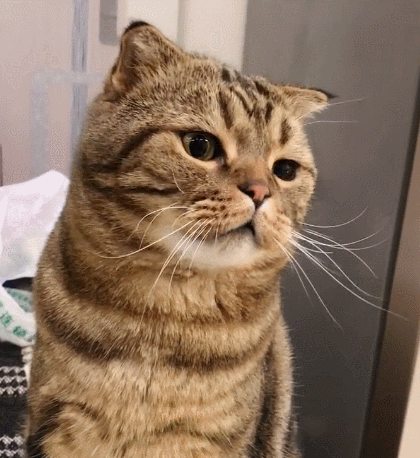 萌宠,生活趣事,二货,喵星人