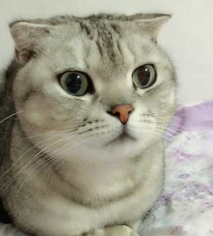 可爱的小猫,一副呆萌的动作,显得十分蠢萌!