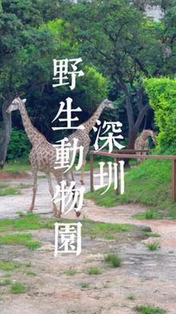深圳动物园游玩攻略，深圳动物园游玩攻略一日游