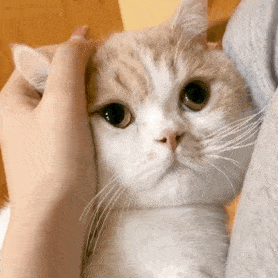 表情包:猫咪表情,超萌