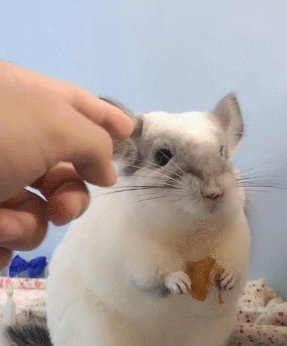 好可爱的小龙猫,看这卖萌的小神态,真是太招人喜欢了.